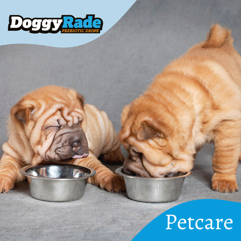 DoggyRade's tweet photo. Petcare Tip: You can check your pet's health by touching its nose! Healthy dogs will have a cool and slightly wet nose 🐕‍🦺 https://t.co/lw84wXLdrg