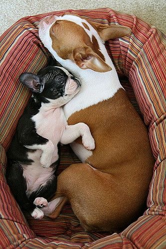 bterrierdogs's tweet photo. https://t.co/AZxrGY0NWI