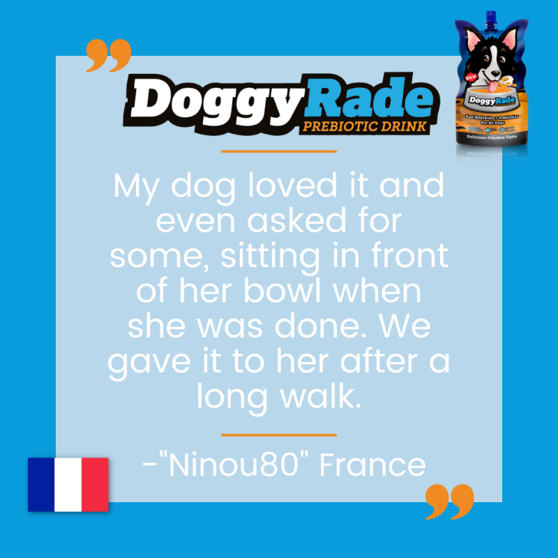 DoggyRade's tweet photo. Another amazing review from France 💙 Check out our website to learn more, link in bio! https://t.co/27JEaxF1V2