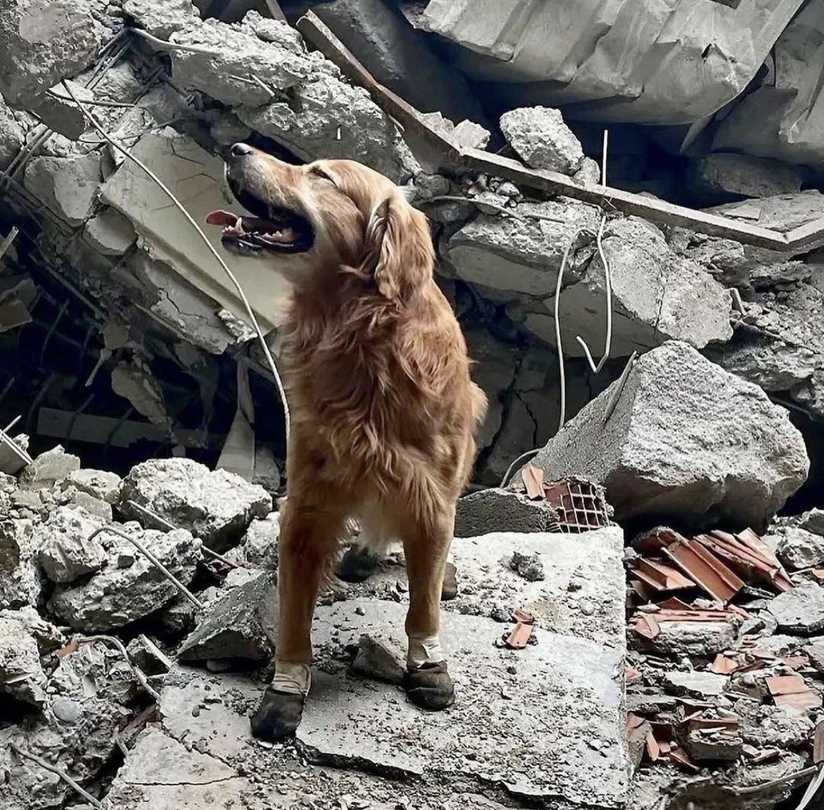 kopekist's tweet photo. Yüzlerce insanın kahramanları.. https://t.co/H7DaiwVENQ
