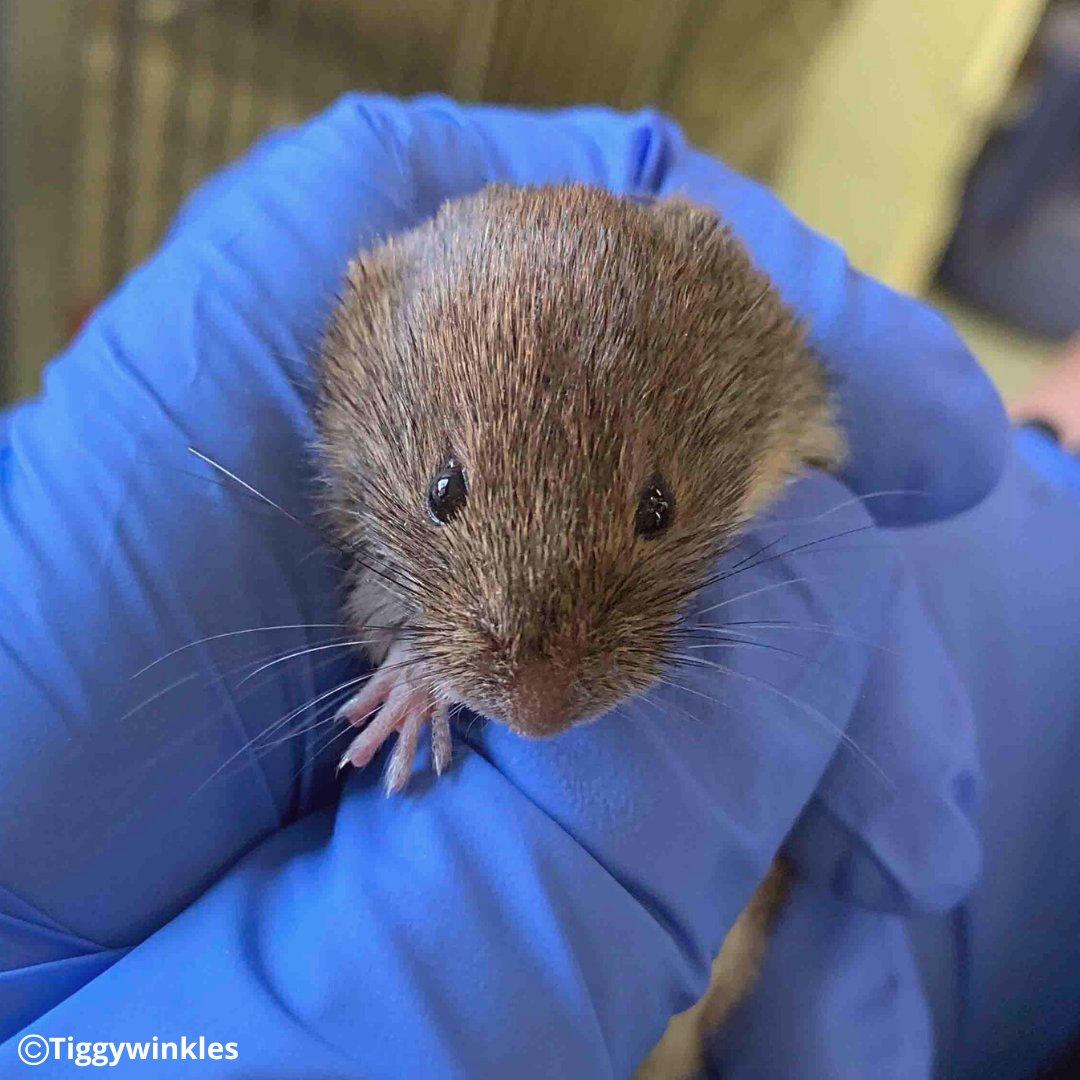 Tiggywinkles on Twitter "This little vole came into us after being