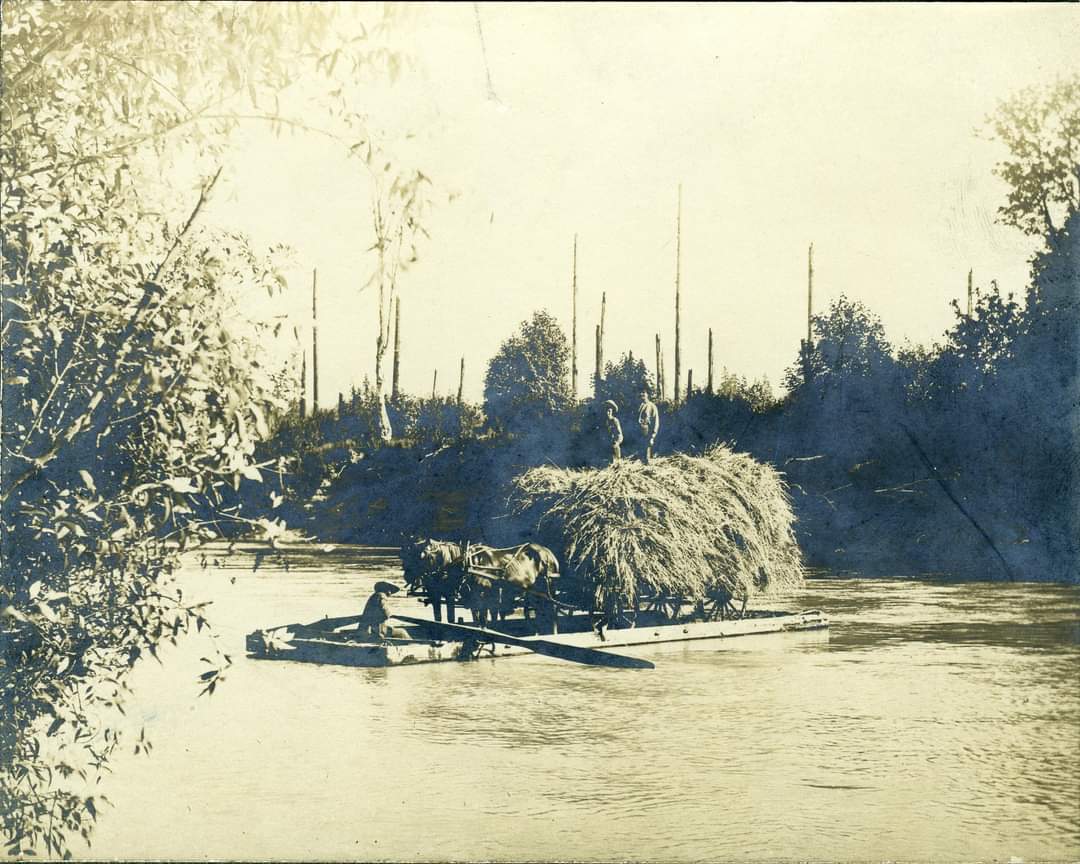 Ferry boat carrying horses and a wagon laden with hay across the Cowlitz River at Randle, Lewis Co., Washington, sometime between 1860 and 1920.

#oldphoto #ferry #hay
#Horses #rivercrossing #oldwest