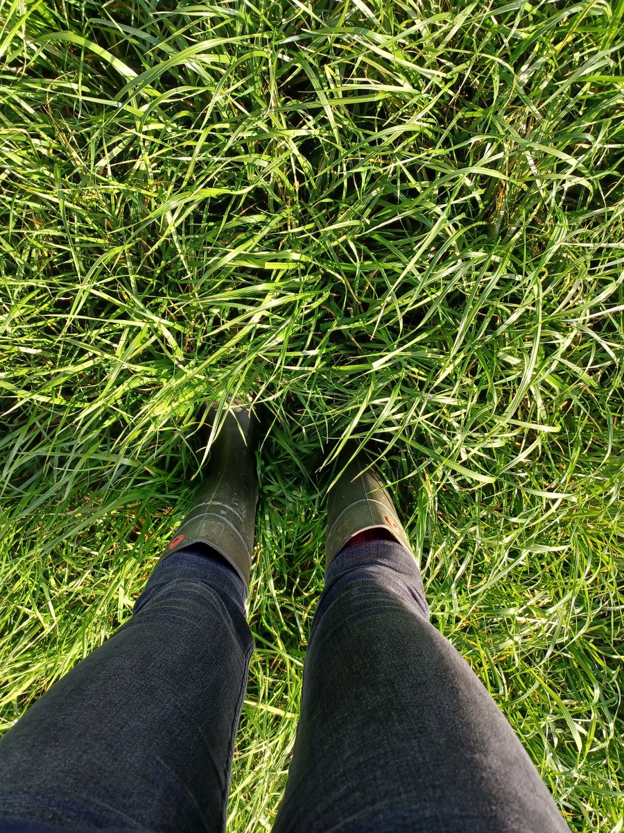 In West Wales today and I have grass envy <a href="/Michaelgjames27/">Michael James</a>