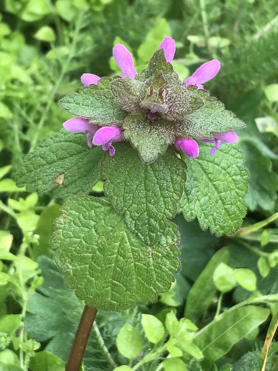 DuncanWestbury's tweet photo. Surely every garden needs this “weed”? Red dead nettle (Lamium purpureum) which is already feeding early emerged queen bumblebees on our #WorcUniversity campus. @BumblebeeTrust @WorcsWT @LGSpace @BiodiversitySoS https://t.co/HNQljzxrr1