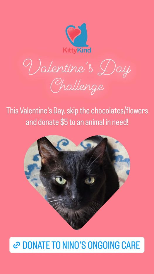 KittyKind's tweet photo. Nino wants you to be his Valentine, come send him tons of love by helping his GoFundMe https://t.co/nkdJSPR62z #CatsofTwittter #cats https://t.co/TjKNxQlXe7