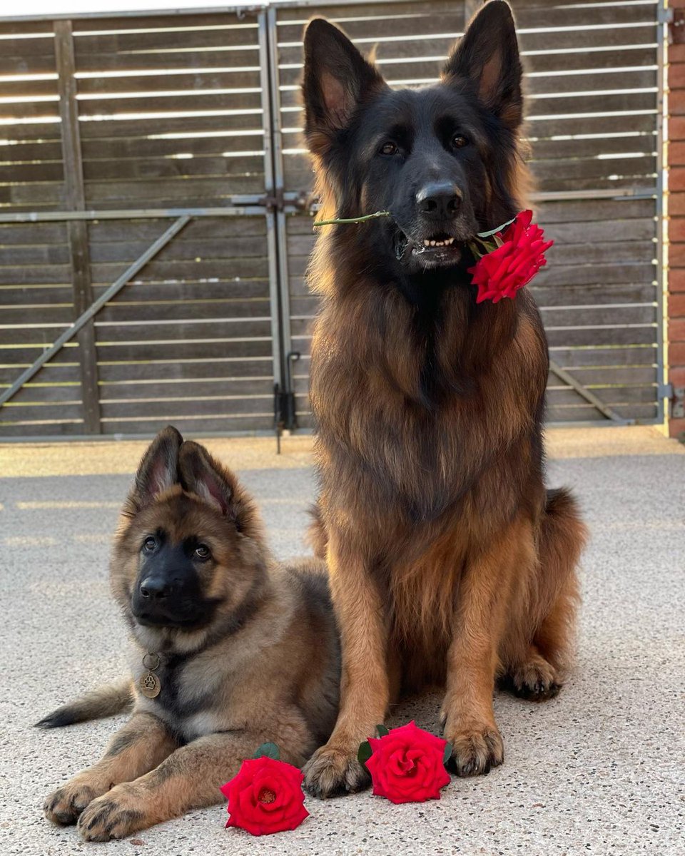 Happy Valentine Day 
 #DogsofTwittter #germanshepherd
#dogs #gsd #gsdlover