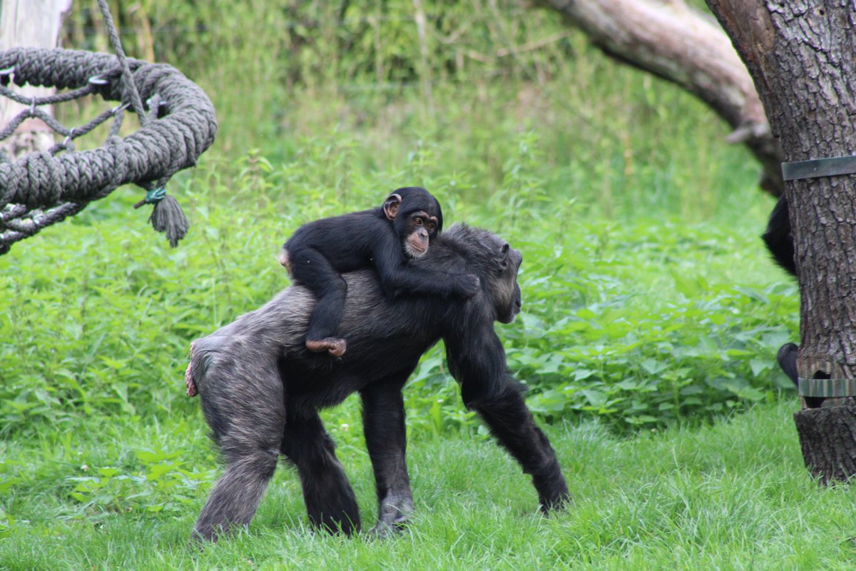 Did you know February 14th is not only Valentine's Day but also, World Bonobo Day? 🦍

It aims to raise awareness about man’s closest living relatives (sharing 98.7% of their genetic code with humans) and ensures their continued existence.