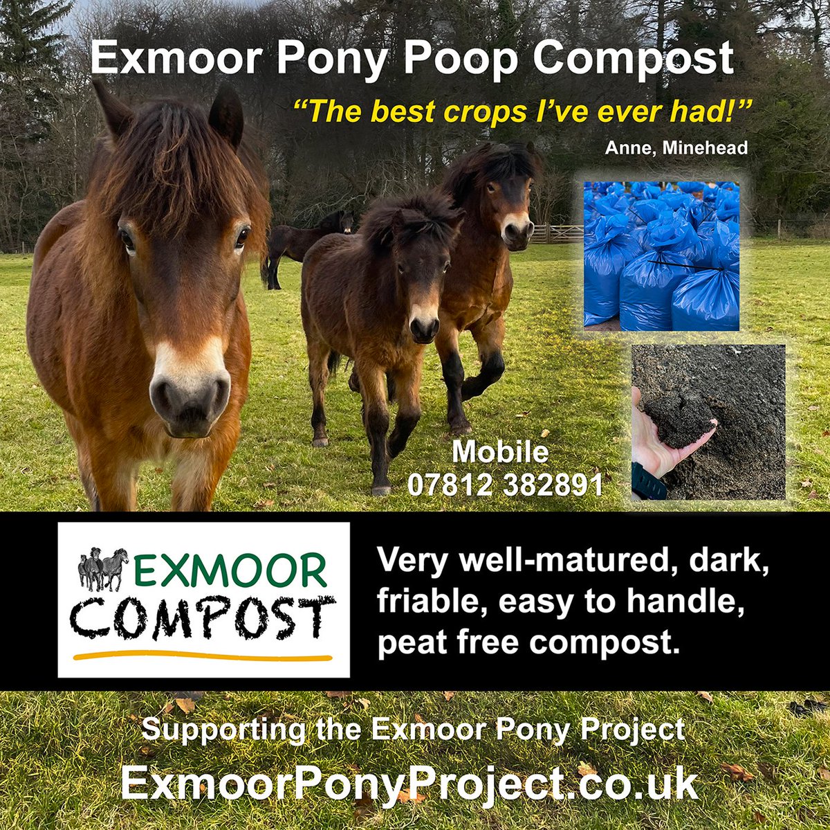 Exmoor Pony Project & Dawn Westcott tweet media