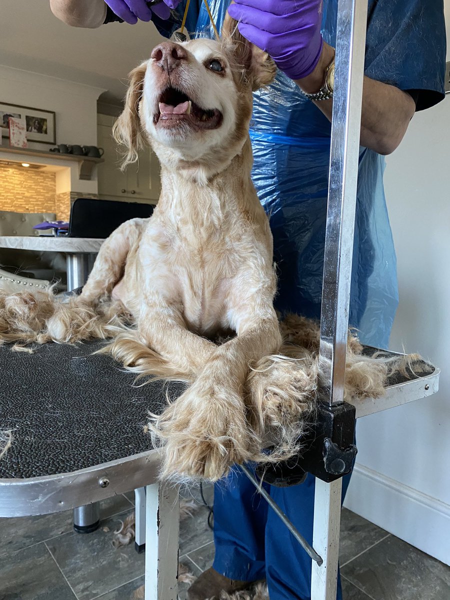 SpanielsSuper's tweet photo. Gino the groomer came to visit, he gave me a real pamper & treats too. I loved it ๐
I was very laid back enjoying the fussโฆ.
Mo hated it ๐
#ShortBackAndSides #ShortAllOver #SmartRonnie https://t.co/LtH4bAwmVo