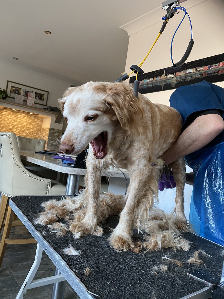 SpanielsSuper's tweet photo. Gino the groomer came to visit, he gave me a real pamper & treats too. I loved it ๐
I was very laid back enjoying the fussโฆ.
Mo hated it ๐
#ShortBackAndSides #ShortAllOver #SmartRonnie https://t.co/LtH4bAwmVo