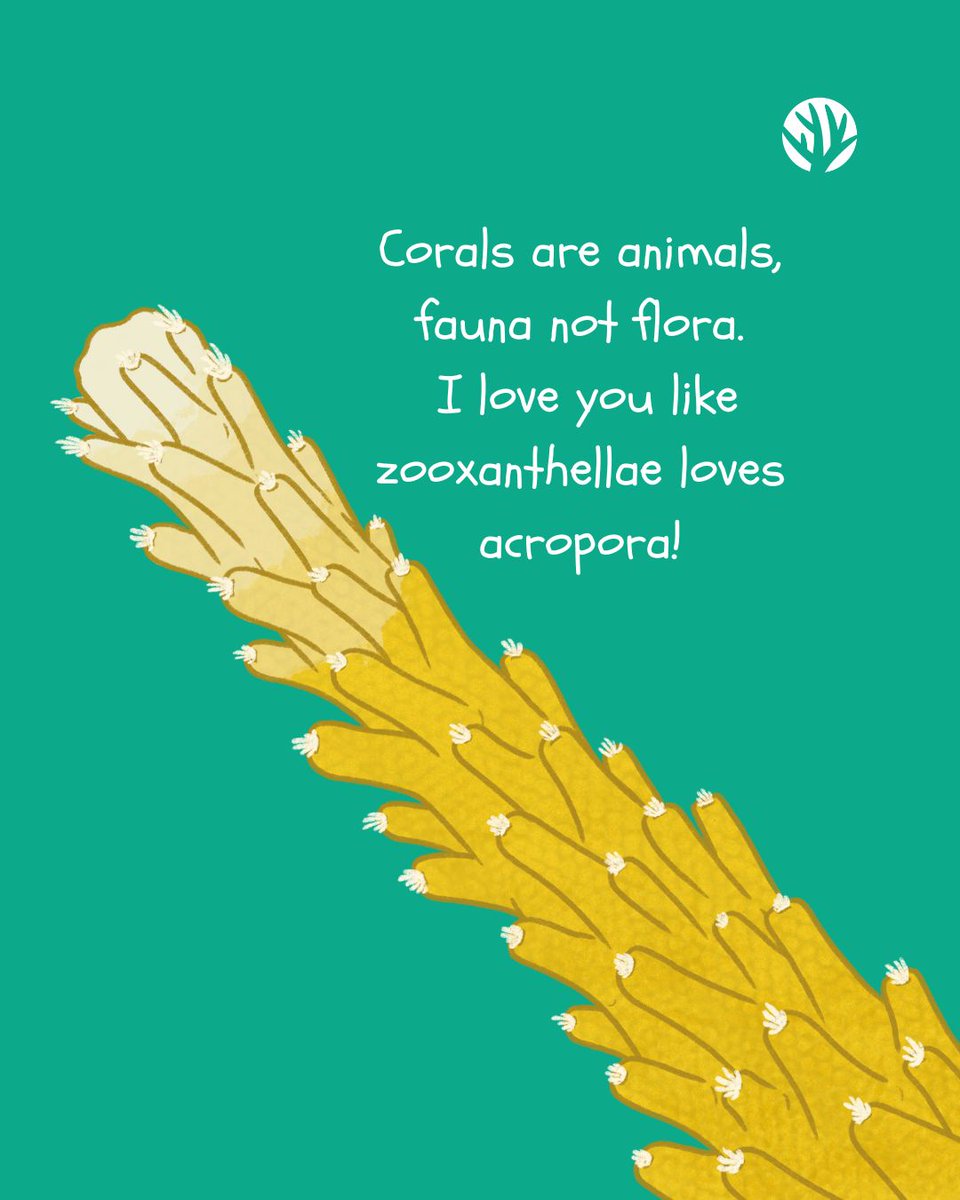 coralcrf's tweet photo. Will you be our Valentine? 🪸 💌 
.
.
.
.
.
#valentine #valentines #valentinesday #oceanvalentine #coralvalentine #coralreef #coralrestoration #coralrestorationfoundation #generationrestoration #wildlife #reefhealth #raisethereef #impact #protectwhatyoulove #dowhatyoulove https://t.co/BfwO2ZHurk