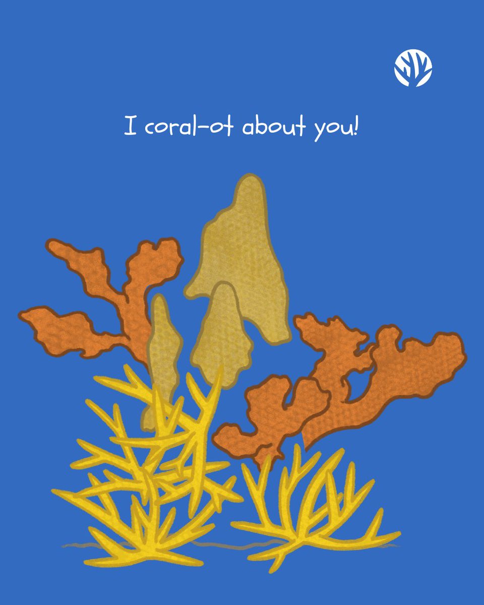 coralcrf's tweet photo. Will you be our Valentine? 🪸 💌 
.
.
.
.
.
#valentine #valentines #valentinesday #oceanvalentine #coralvalentine #coralreef #coralrestoration #coralrestorationfoundation #generationrestoration #wildlife #reefhealth #raisethereef #impact #protectwhatyoulove #dowhatyoulove https://t.co/BfwO2ZHurk