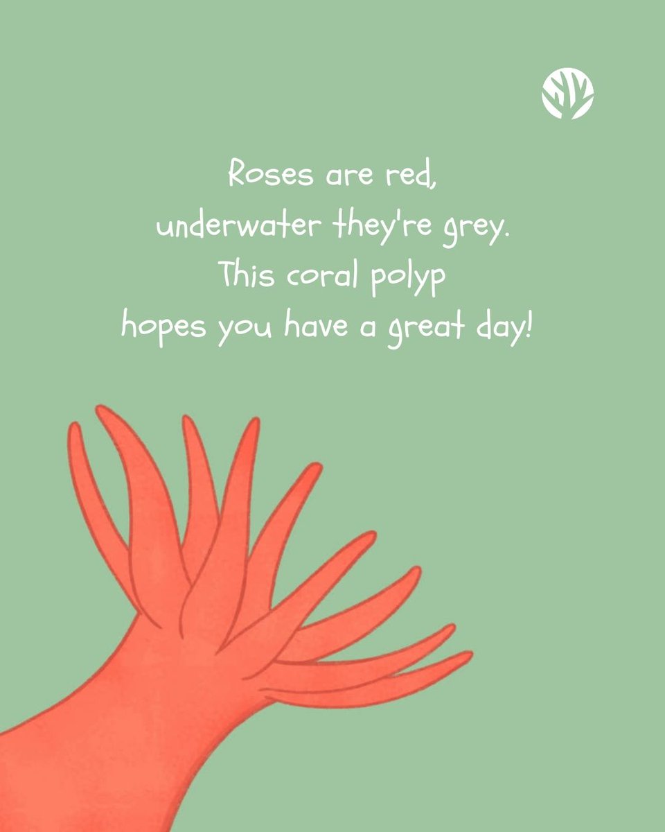 coralcrf's tweet photo. Will you be our Valentine? 🪸 💌 
.
.
.
.
.
#valentine #valentines #valentinesday #oceanvalentine #coralvalentine #coralreef #coralrestoration #coralrestorationfoundation #generationrestoration #wildlife #reefhealth #raisethereef #impact #protectwhatyoulove #dowhatyoulove https://t.co/BfwO2ZHurk