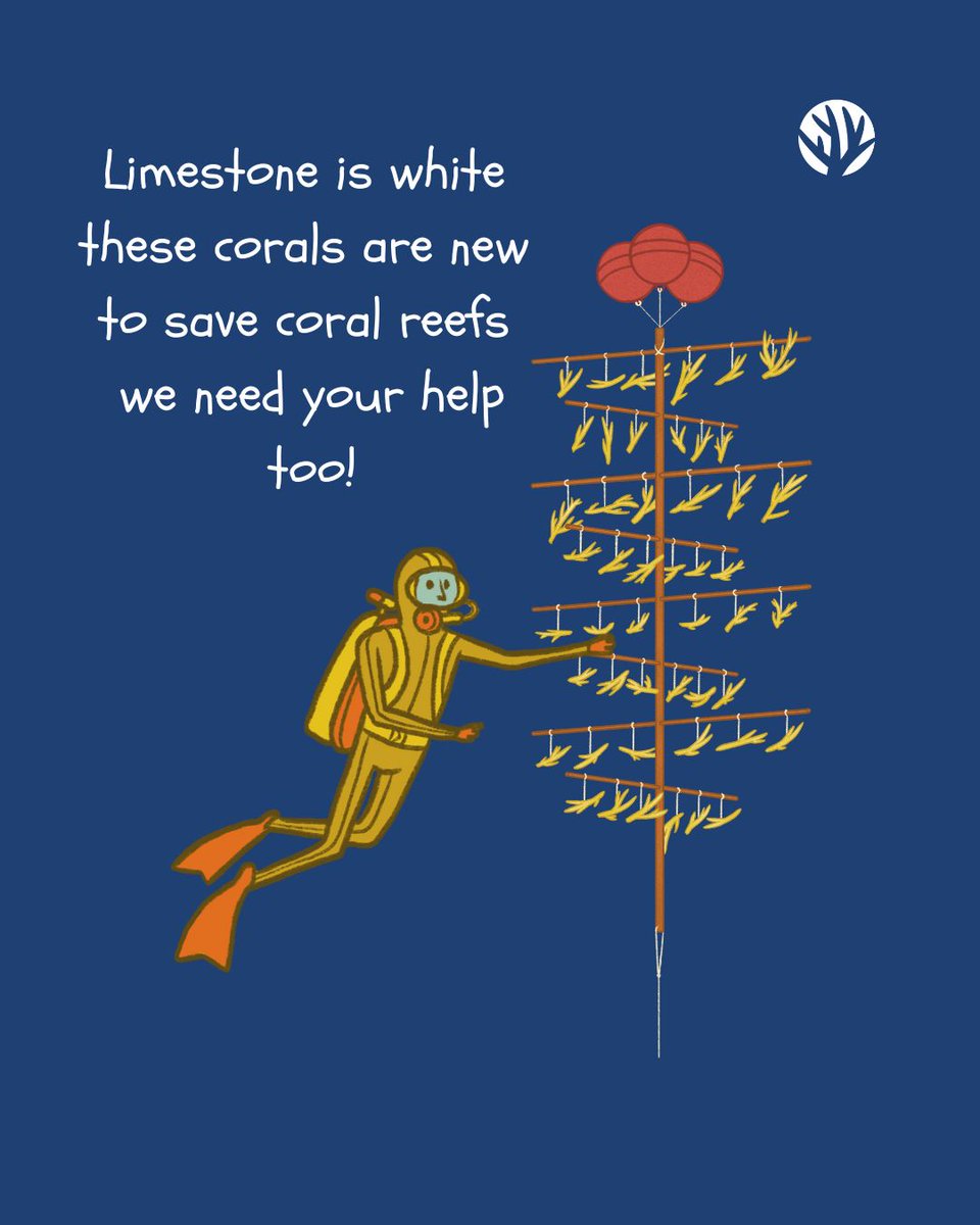 coralcrf's tweet photo. Will you be our Valentine? 🪸 💌 
.
.
.
.
.
#valentine #valentines #valentinesday #oceanvalentine #coralvalentine #coralreef #coralrestoration #coralrestorationfoundation #generationrestoration #wildlife #reefhealth #raisethereef #impact #protectwhatyoulove #dowhatyoulove https://t.co/BfwO2ZHurk