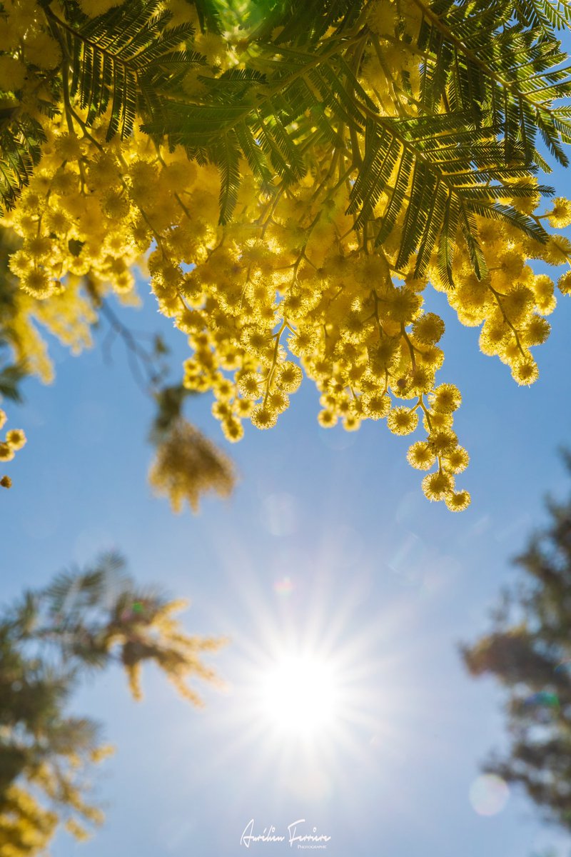 17 degrés grand soleil, on est bien sur la côte d’azur !!!
#SaintValentin #CotedAzurFrance #mandelieutourisme #mimosa @MandelieuOTC @VisitCotedazur @MandelieuVille
