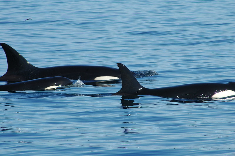 qikipedia's tweet photo. Killer whale mothers continue to feed their adult sons throughout their lives while their daughters become independent. (Image: Dave Govoni; CC BY-NC-ND.) https://t.co/frOoa7p1O3