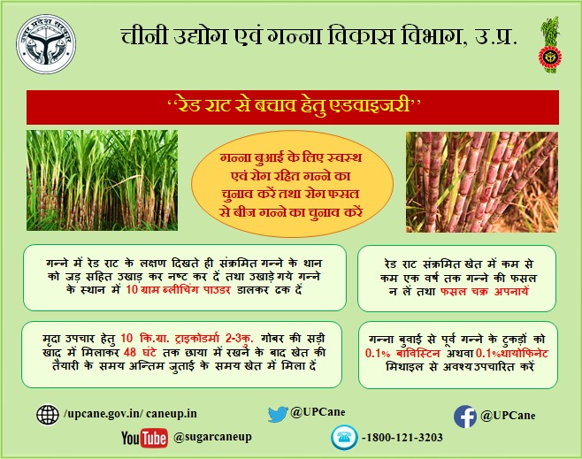 UPCane's tweet photo. "गन्ना बुवाई के लिए स्वास्थ्य एवं रोग रहित गन्ने का चुनाव करें तथा फसल से बीज गन्ने का चुनाव करें"
#upcane
@UPCane @UPGovt @CMOfficeUP @InfoDeptUP https://t.co/fpLEt264Un