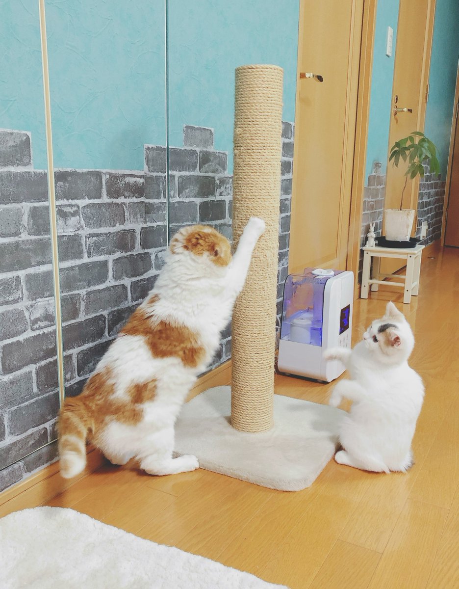 karanyanko's tweet photo. リンリンの爪とぎ教室。
「先生のやる通りにやってみるニャー」

#スコティッシュフォールド 
#10歳差の猫たち
#仔猫のいる暮らし 
#猫との暮らし 
#猫モフー https://t.co/tmbdlEqzd1