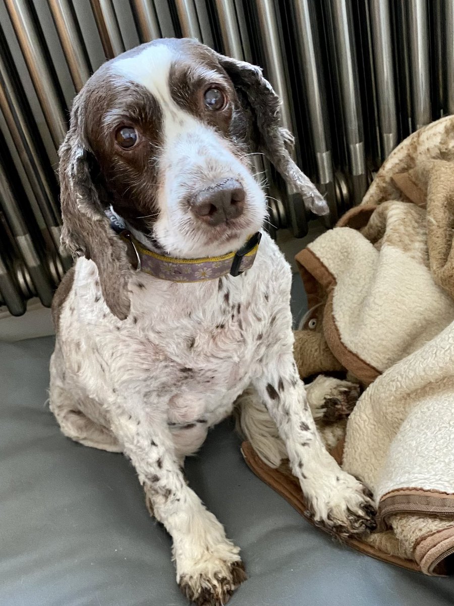 SpanielsSuper's tweet photo. @slpalmerwalker I’m admitting to nothing 🤬 #Possibly #Maybe #Slightly #HowCouldMum #StolenFloofs https://t.co/ulcCGVDZPq