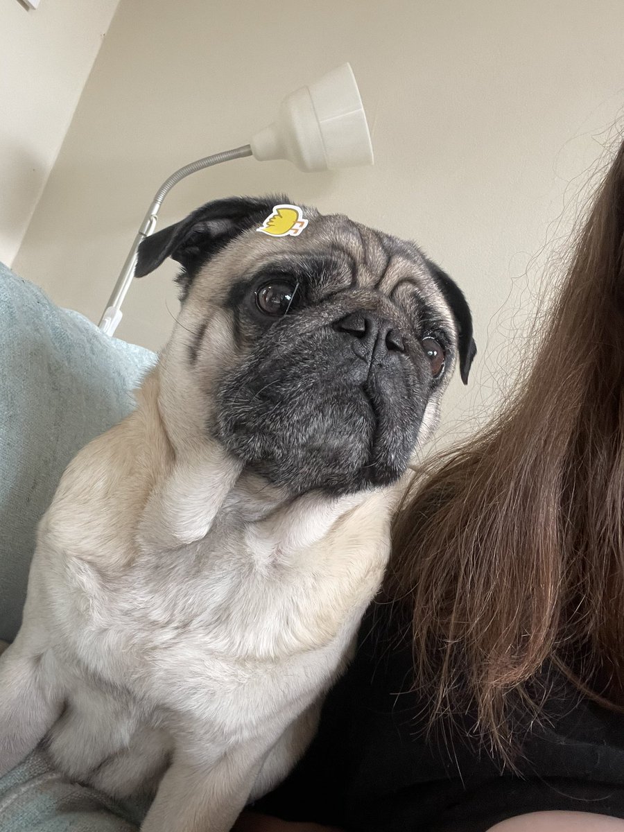 Now he’s a sticker book… #goodboy #bestdog