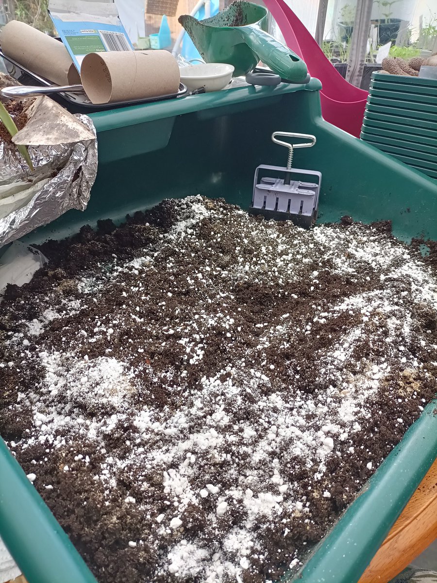 slightlydotty's tweet photo. Soil blocking day today to grow on some of the many seedlings. Lovely sitting in the conservatory listening to the radio 😁
#soilblocking #growingveg https://t.co/2ttwp7OWVR