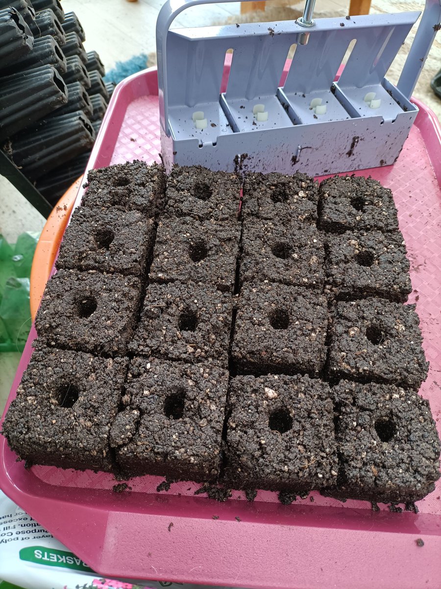 slightlydotty's tweet photo. Soil blocking day today to grow on some of the many seedlings. Lovely sitting in the conservatory listening to the radio 😁
#soilblocking #growingveg https://t.co/2ttwp7OWVR