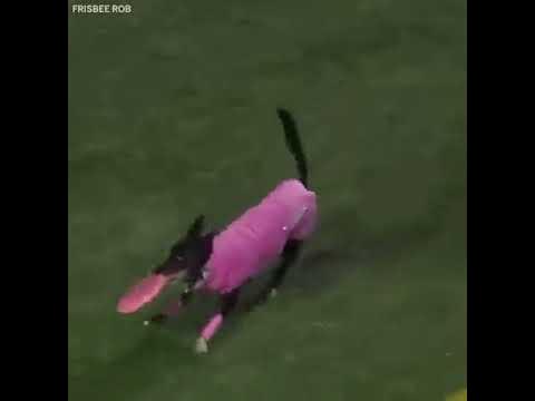 muvicut's tweet photo. Fastest Dog with Unbelievable Focus #dog #doglover https://t.co/CiHmb9DWuW https://t.co/l3vZEHch79