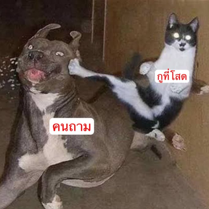bbigkachu's tweet photo. เมื่อมีคนถามว่าวันนี้ไม่ไปไหนกับใครหรอ : https://t.co/RwJ7b8I9ac