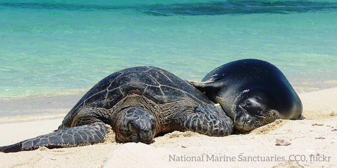 A photo of a Hawaiian monk seal & green turtle lounging on the beach. The seal is touching the turtle with its extended forelimb. Behind them, the water is brilliantly blue.