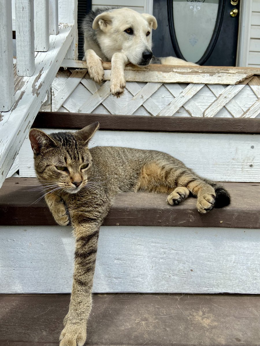 Happy Tuesday and Valentine’s Day furrbuddies … may your day be filled with laughter, kisses and wet noses ❤️🐾🐾❤️