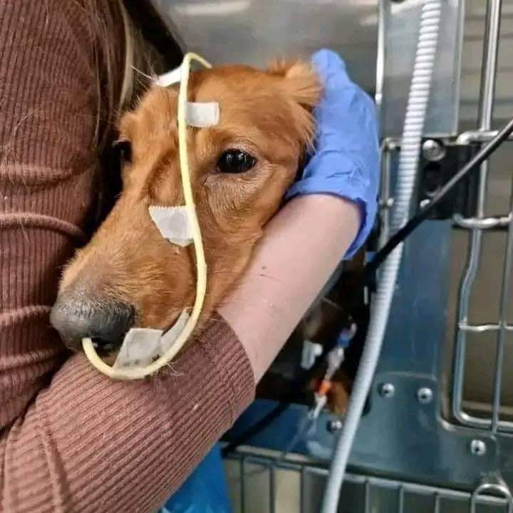 thedogs_space's tweet photo. Our baby is going through hardtimes pray for his speedy recovery 🙏😍 https://t.co/iulnUKUIIs