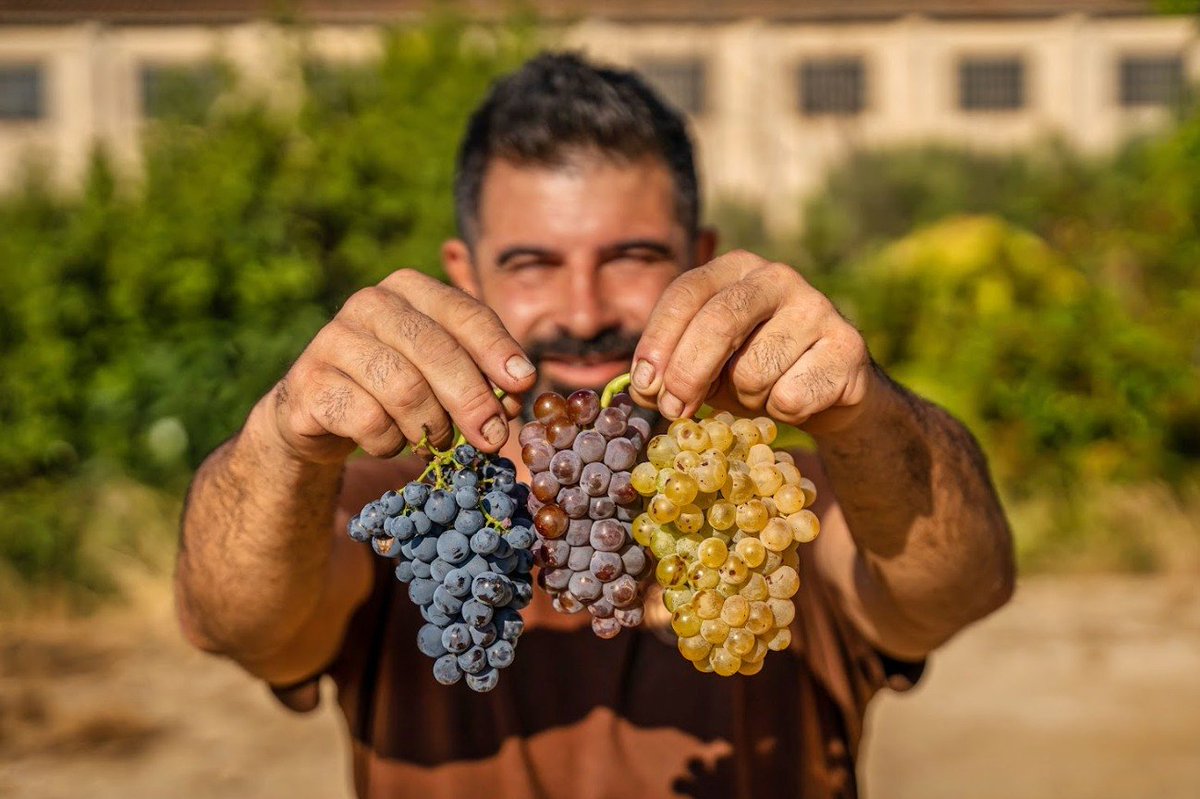 ✍️ Coses que cal saber si vols parlar de l'Empordà com a territori amb llarga tradició vitivinícola.

1️⃣ Una de les varietats autòctones és la carinyena
Però què ens fa únics?

2️⃣ En tenim de 3 colors
Carinyena blanca
Carinyena roja o gris
Carinyena blanca
doemporda.cat/ca/les-vinyes.…