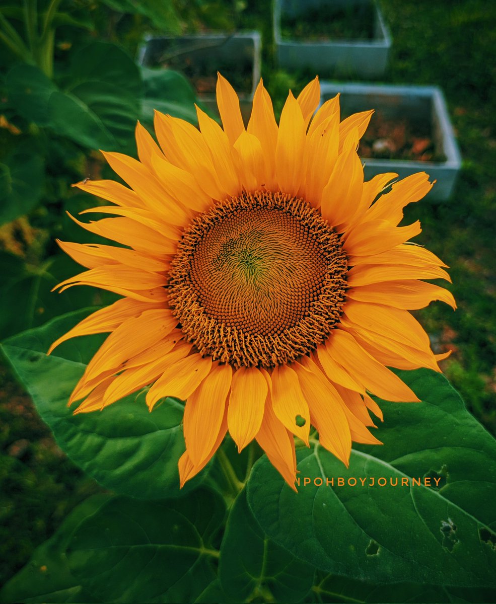 ipohboymedia's tweet photo. 🌻Be My Own Sunflower🌻

Happy Valentine. I just wanna say, buy me flowers if I am truly yours. 

Else I can buy myself flowers 

🌻
🌻
🌻
🌻
🌻
🌻
🌻
🌻
🌻🌻🌻🌻🌻🌻🌻🌻🌻
#vsco #vscomalaysia #vscoedit #vscocam #vscofilter  #flowers #flower #flowerpower #flowerphotography https://t.co/IqfNS4BeIY