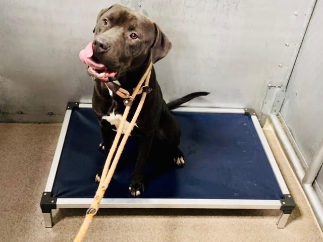 AnimalRescueAid's tweet photo. A wonderful Angel Donor made it possible for us to send Center for Animal Rescue and Enrichment of St. Louis - CARE STL 30 large beds so that every pup would have a bed. ❤️https://t.co/963xmg3se9  #RT #AdoptDontShop https://t.co/eeVA50ouit
