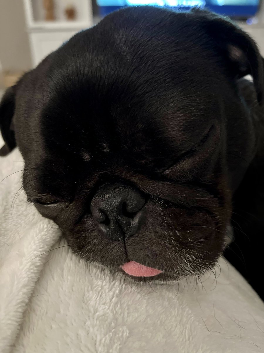 Pugger girl sleeping with her tongue out. 🙄 😆