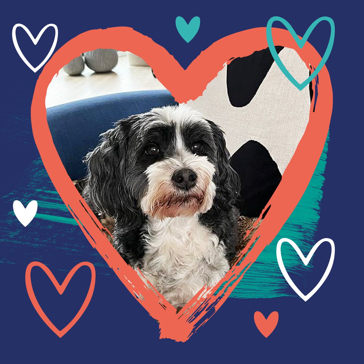YeboDesign's tweet photo. Happy Valentines to our greatest love of all, office dog Katie 🥰
 
Love this tweet if you agree!

#valentinesday https://t.co/LtshwAgB0r