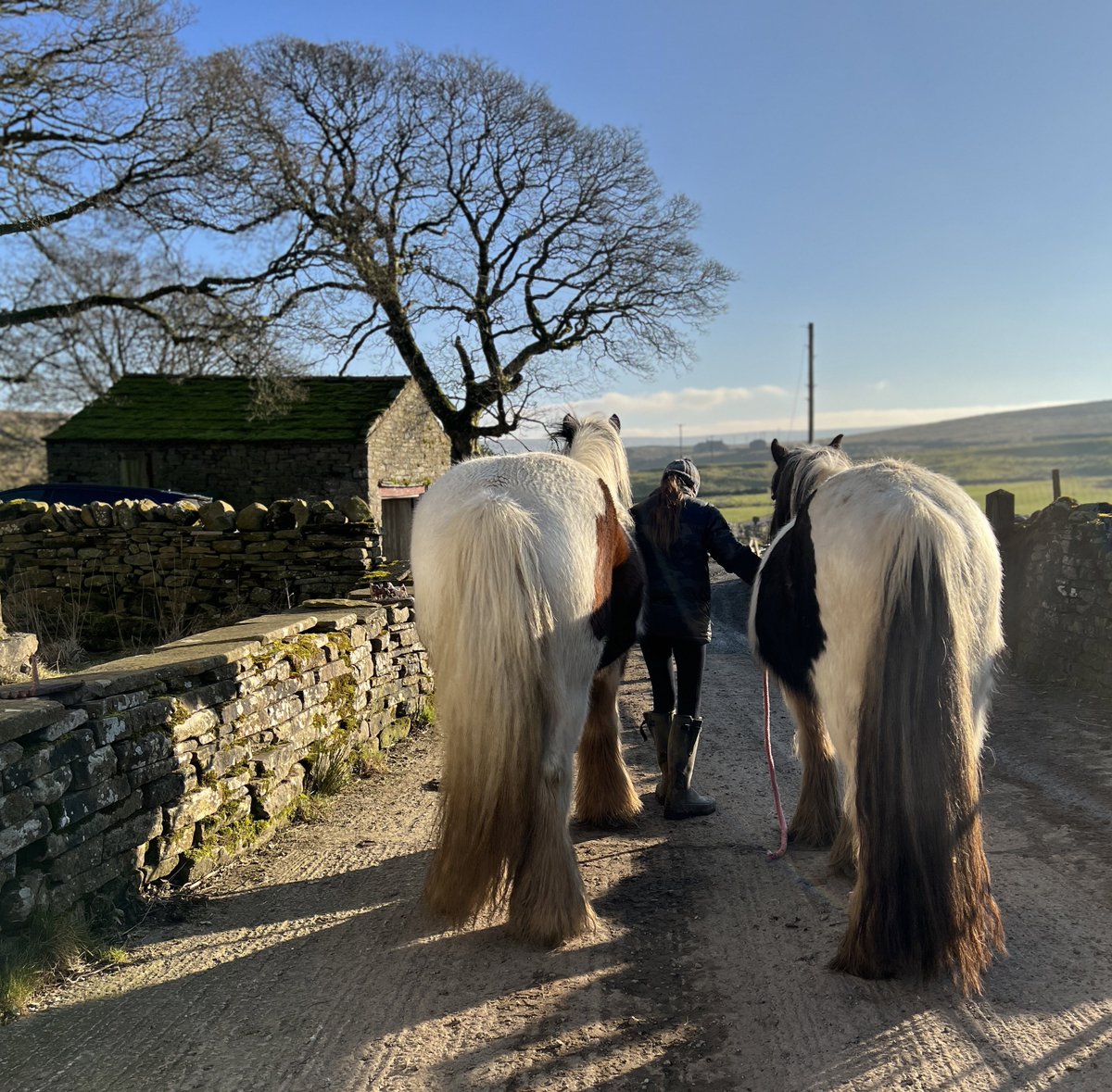 AmandaOwen8's tweet photo. There’s a spring in their step after their appointment with the farriers. 🐴 🐴 
#yorkshire #horses #farrier #hoofingit #sunshine #troton https://t.co/IXISuwzPU3