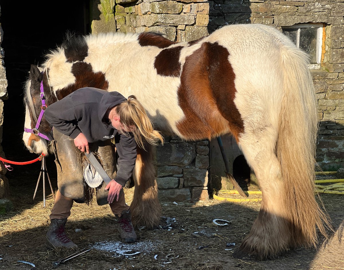 AmandaOwen8's tweet photo. There’s a spring in their step after their appointment with the farriers. 🐴 🐴 
#yorkshire #horses #farrier #hoofingit #sunshine #troton https://t.co/IXISuwzPU3
