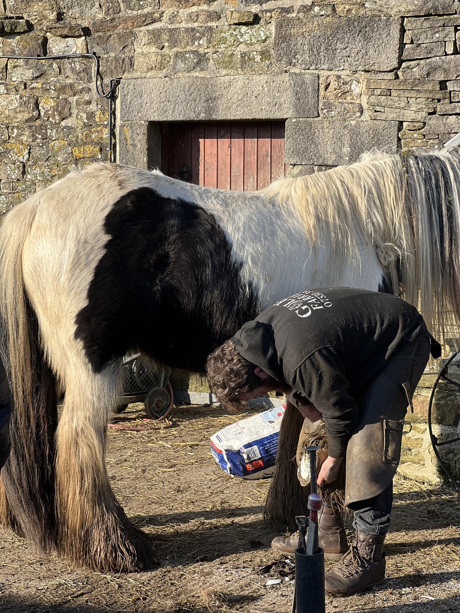 AmandaOwen8's tweet photo. There’s a spring in their step after their appointment with the farriers. 🐴 🐴 
#yorkshire #horses #farrier #hoofingit #sunshine #troton https://t.co/IXISuwzPU3