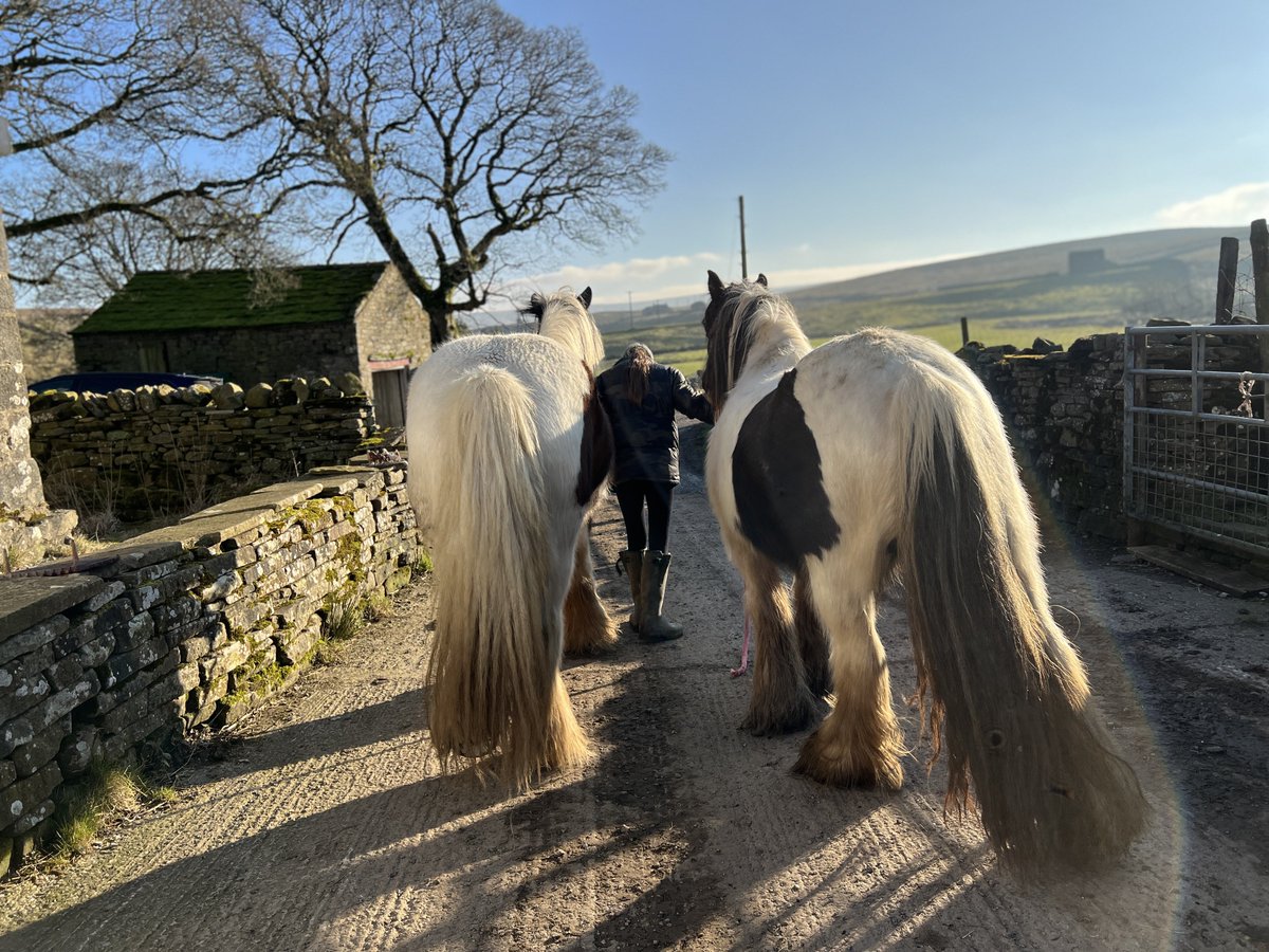AmandaOwen8's tweet photo. There’s a spring in their step after their appointment with the farriers. 🐴 🐴 
#yorkshire #horses #farrier #hoofingit #sunshine #troton https://t.co/IXISuwzPU3