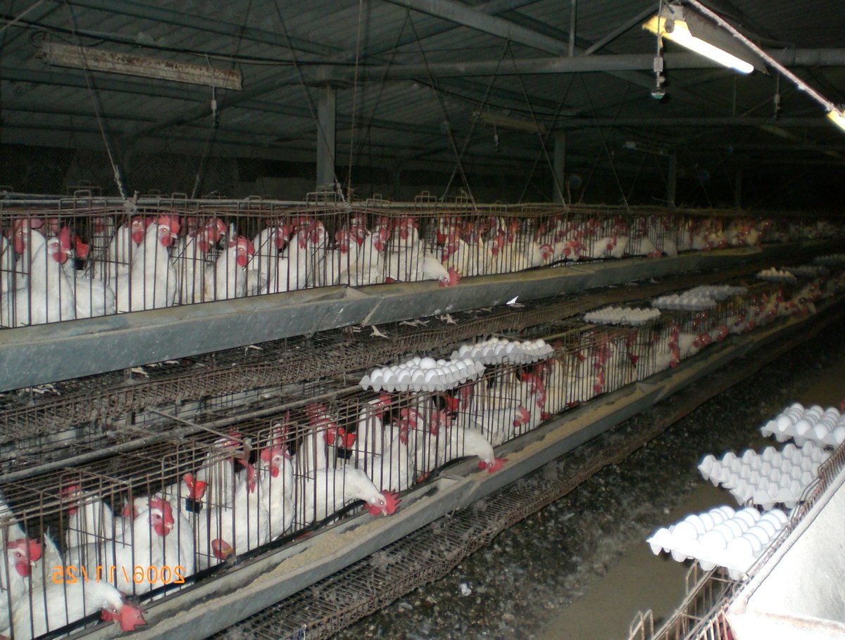 For a moment, imagine yourself in an airplane seat. Unable to stretch your limbs or get very comfortable.

Now take the discomfort and extreme boredom this entails, and imagine doing this for over an ENTIRE YEAR.

This is the *daily* reality for farm animals. 24/7. 😡