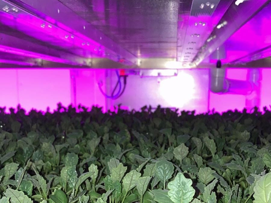 A first glimpse has been given into a pioneering vertical farm with technology capable of growing high volumes of sustainably produced food.

Nine-metre-high growing towers can be found inside the <a href="/OneFarmIO/">OneFarm</a> development at Newmarket. 
newanglia.co.uk/first-look-ins…