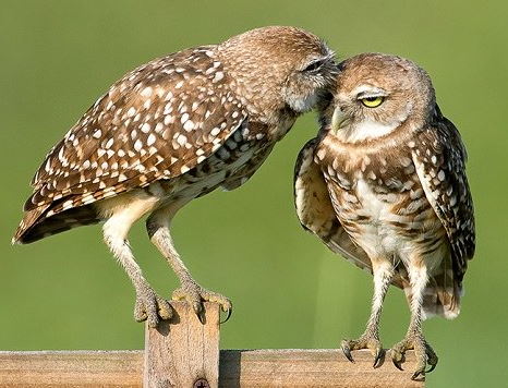 FAU Owls Nest tweet media