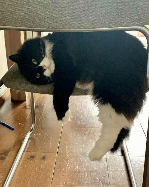 CuthbertCoconut's tweet photo. @DJencat Is it sleep time yet? https://t.co/r5o3T9jLzY