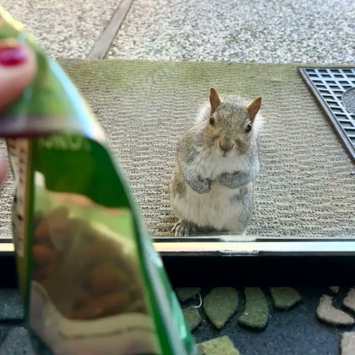 Jul3iaRichard's tweet photo. A curious visitor at the door 🐿️🥜 #squirrel #begging #nuts #eyesontheprize #squirrellife https://t.co/1sf2EcIYyc