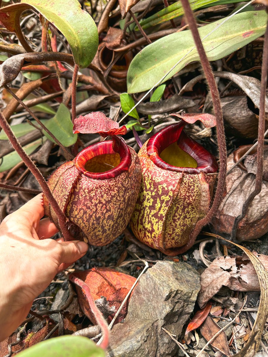 floravitro's tweet photo. A compilation of different N. #peltata #pitchers we came across during our Mt. #Hamiguitan climb. While there is a lot of genetically-based variation, differences can also be subject to environmental conditions as well as the overall developing stadium the #plant is in. https://t.co/Ah5cdTlYWq