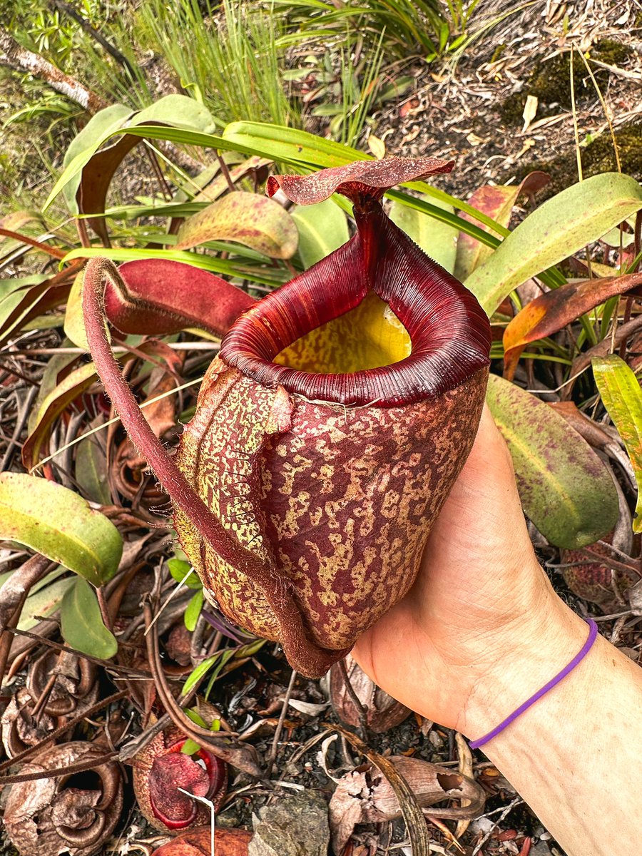 floravitro's tweet photo. A compilation of different N. #peltata #pitchers we came across during our Mt. #Hamiguitan climb. While there is a lot of genetically-based variation, differences can also be subject to environmental conditions as well as the overall developing stadium the #plant is in. https://t.co/Ah5cdTlYWq