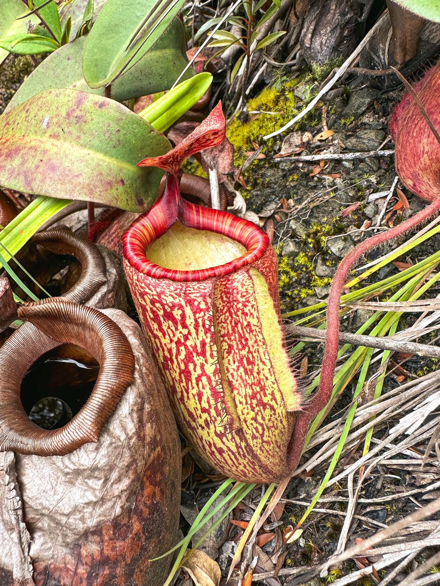 floravitro's tweet photo. A compilation of different N. #peltata #pitchers we came across during our Mt. #Hamiguitan climb. While there is a lot of genetically-based variation, differences can also be subject to environmental conditions as well as the overall developing stadium the #plant is in. https://t.co/Ah5cdTlYWq