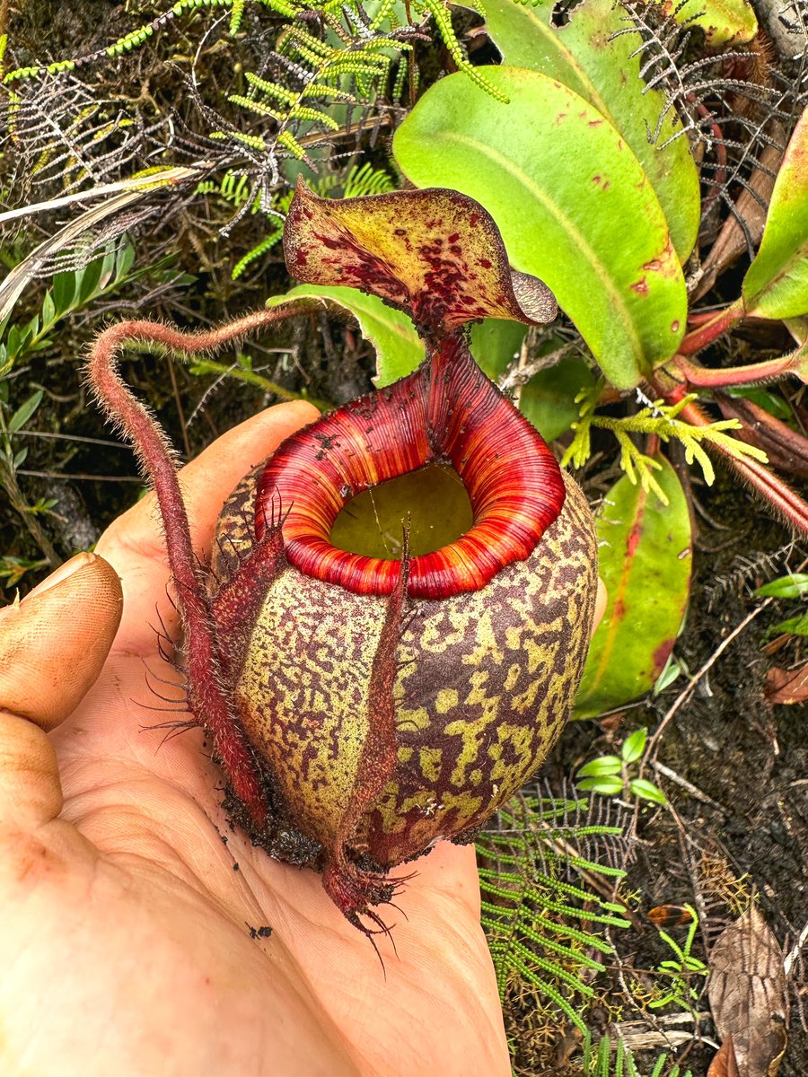 floravitro's tweet photo. A compilation of different N. #peltata #pitchers we came across during our Mt. #Hamiguitan climb. While there is a lot of genetically-based variation, differences can also be subject to environmental conditions as well as the overall developing stadium the #plant is in. https://t.co/Ah5cdTlYWq