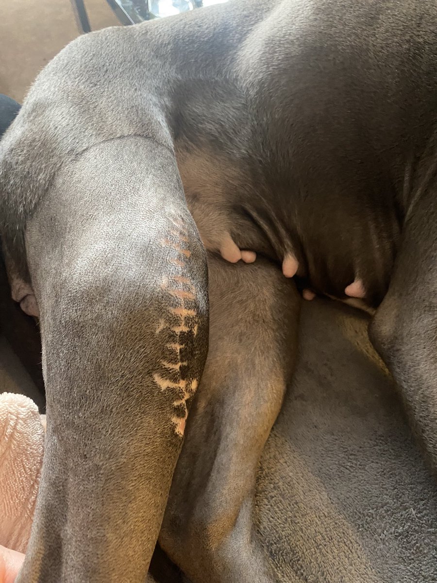 verrxx1's tweet photo. Moje nejstatečnější bojovnice 🐶 https://t.co/SdBX4MHjFF